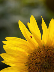 sunflower and ladybird © Denise