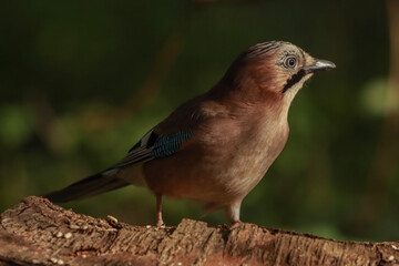 red winged blackbird