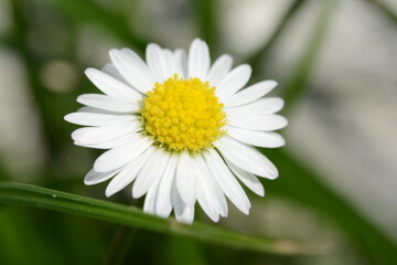 Fototapeta premium Gänseblümchen