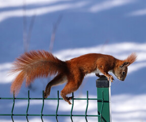 squirrel on a branch © Pawel