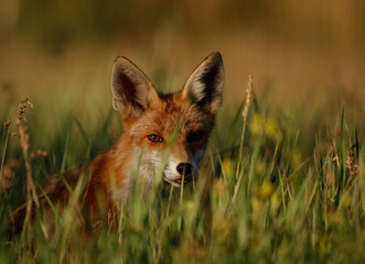 red fox vulpes
