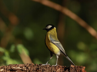 great spotted woodpecker