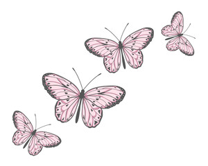 butterflies and flowers