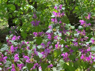 Green grass and flowering plant pink flowers spotted deadnettle, Lamium maculatum.
