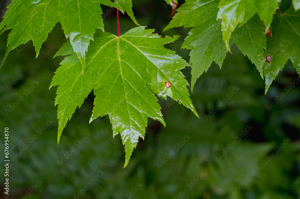 Wall mural close-up abstract view of a branch of lush green leaves on a red maple tree (acer rubrum)