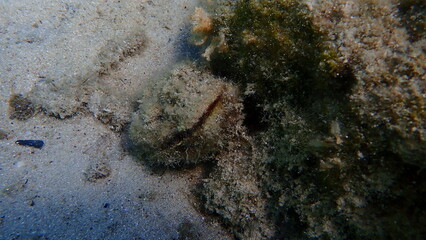 Bivalve mollusc Pinna sp. undersea, Aegean Sea, Greece, Halkidiki

