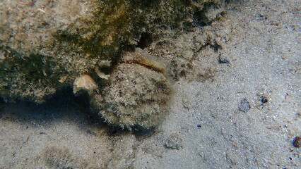 Bivalve mollusc Pinna sp. undersea, Aegean Sea, Greece, Halkidiki
