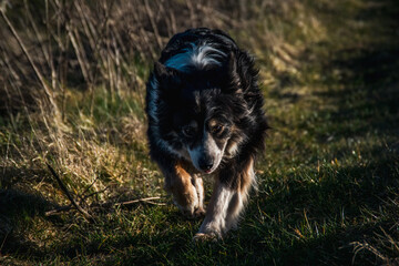 Black Border Collie running in a field on the green grass under the evening rays of sun.