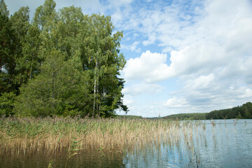 Fototapeta premium Baltis Lake Shore Covered With Reeds