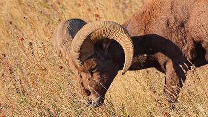 Wild Bighorn Sheep in the rugged landscape of Badlands National Park, South Dakota.