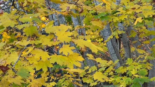 Autumn Color Leaves Blow in the Breeze on Trees at Chatham, Cape Cod in New England