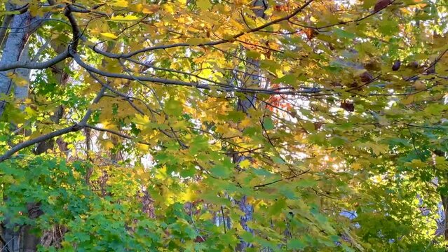 Autumn Color Leaves Blow in the Breeze on Trees at Chatham, Cape Cod in New England