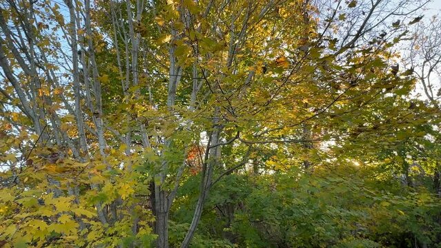 Autumn Color Leaves Blow in the Breeze on Trees at Chatham, Cape Cod in New England