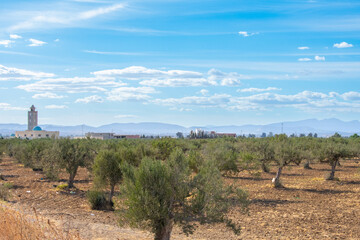 Olive trees in Tunisia, Sousse 