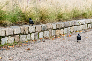 A jackdaw sitting on a stone walkway with grass in the background