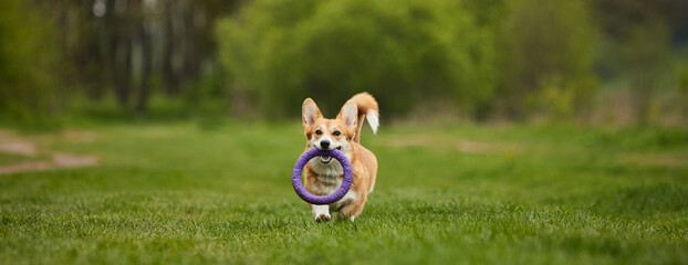 Adorable Happy Welsh Corgi Pembroke dog playing with puller in the spring park