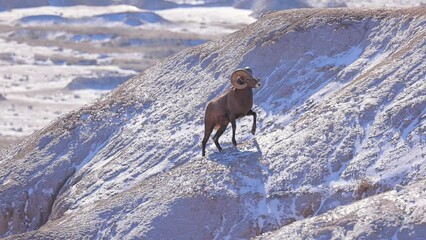 Wild Bighorn Sheep in the rugged landscape of Badlands National Park, South Dakota in the winter.