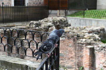 Pigeon on a fence against the background of ancient brick walls, Sofia, Bulgaria.