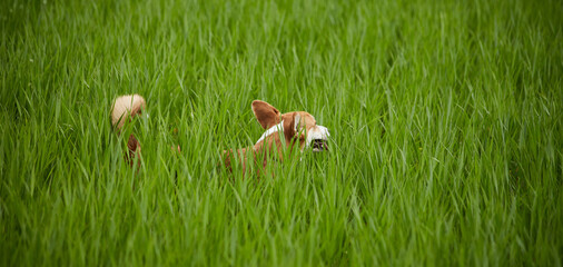 Adorable Happy Welsh Corgi Pembroke dog playing in green grass at the spring field