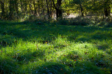 A bright spot in the grass  in the forest