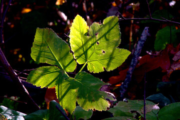 Autumn leaves with shadows from branches