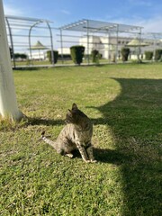 Obraz premium Cute gray tabby cat sitting on a green grass under the shadow