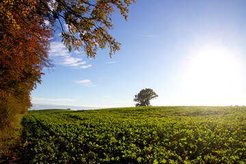 Obraz premium The autumn sun shines on the green field