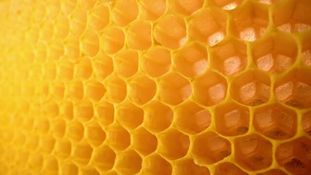 Honeycombs macro footage inside bees hive. Yellow empty wax cells. Preparation.