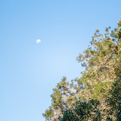 Moon in Sky on Sunny Afternoon