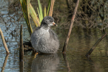 Juvenile Coot in Water