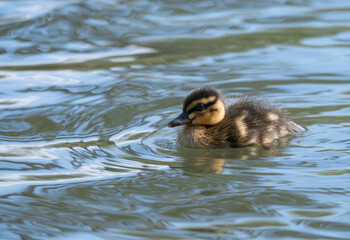 Cute Duckling Swimming on Lake