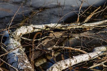 Winter landscape, a dry tree branch fell into the water among the reeds. Color photo with selective focus, environment, ecology.