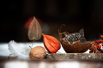Composition of garden findings. Organic still life. Watnut in shell, half of coconut shell,...