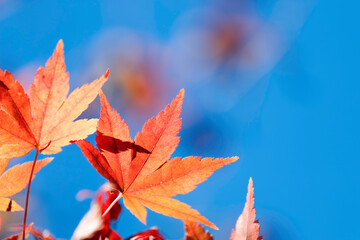 青空を背景に真っ赤に色づいたモミジの葉