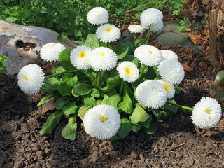 A bush of white bellis perennis or marguerite blooms in a flower bed among the stones. © Tanya