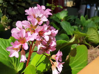 A sprig of pink bergenia crassifolia flowers blooms in a flower bed.