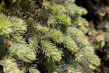 green needles of the spruce tree in the spring season