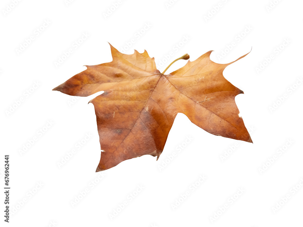 Wall mural sycamore tree autumn dry brown leaf isolated transparent png. platanus orientalis or plane tree fall