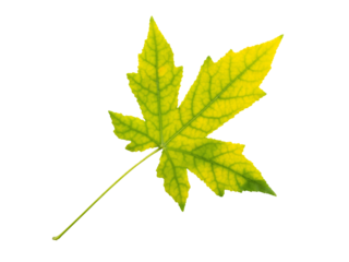 Maple tree autumn yellow green leaf isolated transparent png. Acer fall foliage.