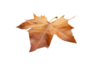 Fototapeta premium Sycamore tree autumn dry brown leaf isolated transparent png. Platanus orientalis or plane tree fall foliage.