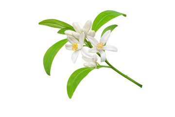 White orange tree flowers, buds and leaves branch isolated transparent png. Calamondin citrus blossom bunch. - obrazy, fototapety, plakaty