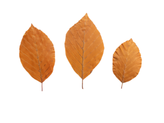 Beech tree autumn dry copper brown three leaves set isolated transparent png. Fagus sylvatica or european beech fall foliage.