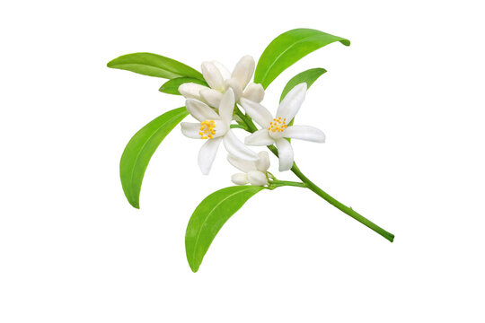 White orange tree flowers, buds and leaves branch isolated transparent png. Calamondin citrus blossom bunch.