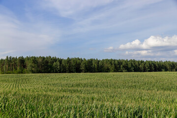 harvest corn for sale and income