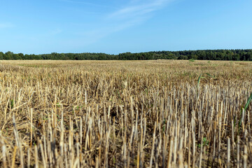wheat field after the harvest of grain