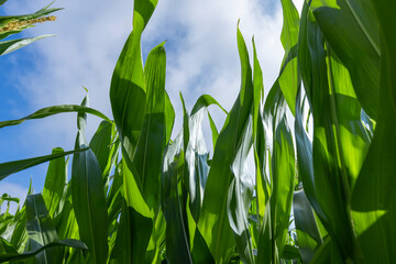 a field with green tall corn and corn cobs