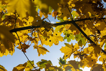 Maple tree foliage in autumn
