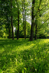 deciduous trees with green foliage in spring, green foliage