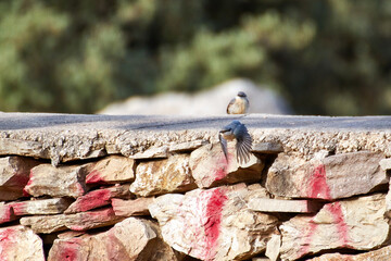 Trepador azul Sitta europaea volando