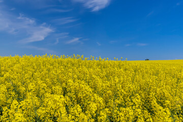 Obraz premium rapeseed blooming with yellow flowers in the spring season